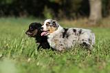 BERGER AUSTRALIEN PUPPIES 172